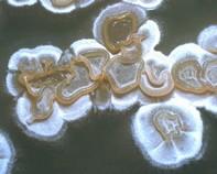 streptomyces streptomyctes
